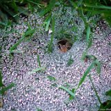 Spider Nest  Spider nest in backyard : spider nest
