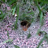Spider Nest  Spider nest in backyard : spider nest