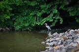 Heron in Stream 1  Bond Park : Bond Park, heron