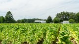 Tobacco Field 4 : 2015, NC, tobacco field