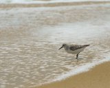 ILCE-6500-20180519-DSC02531 : 2018, NC, Rodanthe, sandpiper