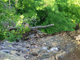 IMG 4953  Hike back from Crabtree Falls : NC, NC Waterfalls