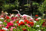 St Aug-20170517-03755  Lightner Museum : Florida, Great White Egret, St. Augustine, The Alcazar Hotel, The Lightner Museum, birds