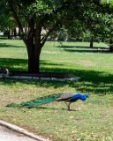 ILCE-7M4-20240402-DSC04359 : 2024, Fort Sam Houston Museum, San Antonio, Texas, _highlights_, animals, birds, museums, peafowl