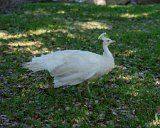 ILCE-7M4-20240402-DSC04369 : 2024, Fort Sam Houston Museum, San Antonio, Texas, animals, birds, museums, white peafowl