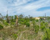 Scrub Tree  Jockey's Ridge State Park : 2016, Jockey's Ridge State Park, Kill Devil Hills