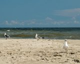 ILCE-6500-20200914-DSC07119  Holden Beach NC with Siphers family : 2020, Holden Beach, NC, animals, beach, sea gull