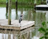 Great Blue Heron on the Dock : 2021, Great Blue Heron, NC, Ocean Isle Beach, _highlights_, _print, animals, canal, vacation