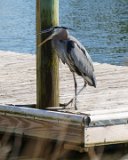 ILCE-6500-20210519-DSC07328 : 2021, Great Blue Heron, NC, Ocean Isle Beach, animals, canal, vacation