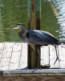ILCE-6500-20210519-DSC07331 : 2021, Great Blue Heron, NC, Ocean Isle Beach, animals, canal, vacation
