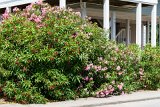 ILCE-6500-20210521-DSC07376 : 2021, NC, Ocean Isle Beach, flowers & plants, oleander, vacation