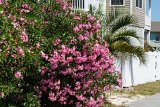 ILCE-6500-20210521-DSC07380 : 2021, NC, Ocean Isle Beach, flowers & plants, oleander, vacation