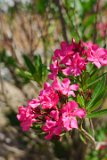 Oleander : 2021, NC, Ocean Isle Beach, _highlights_, _print, flowers & plants, oleander, vacation