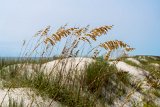 ILCE-7M4-20240910-DSC07209 : 2024, Sunset Beach, beach, flowers & plants, sea oats