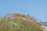 ILCE-7M4-20240910-DSC07211 : 2024, Sunset Beach, beach, flowers & plants, sea oats