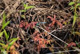 ILCE-7M4-20240910-DSC07218 : 2024, Sunset Beach, beach, dragonfly, insects