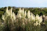 ILCE-7M4-20240910-DSC07245 : 2024, Sunset Beach, beach, flowers & plants, sea oats