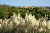 ILCE-7M4-20240910-DSC07250 : 2024, Sunset Beach, beach, flowers & plants, sea oats