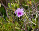 ILCE-7M4-20240912-DSC07325 : 2024, Sunset Beach, beach, flowers & plants