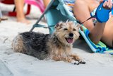 ILCE-7M4-20240912-DSC07357 : 2024, Pippa dog, Sunset Beach, animals, beach