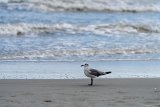 ILCE-7M4-20240913-DSC07461 : 2024, Sunset Beach, animals, beach, birds, sea gull