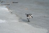 ILCE-7M4-20240913-DSC07476 : 2024, Sunset Beach, animals, beach, birds, sandpiper